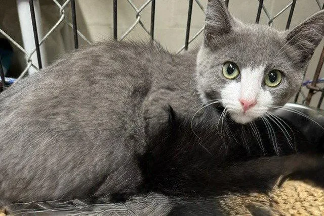 A young medium-sized male Gray & White Domestic Short Hair cat named Gandy for adoption in Apollo, PA
