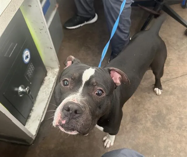 A young large-sized male Mixed Breed dog named Dorito for adoption in Dallas, TX
