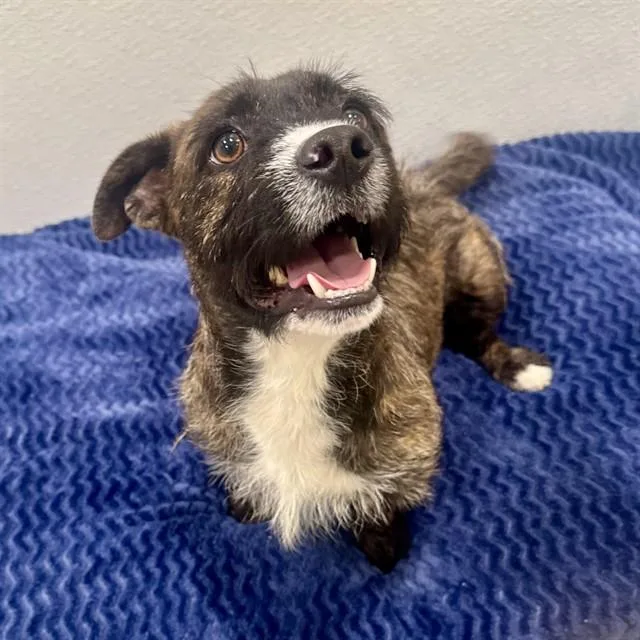 An adult small-sized male Terrier dog named Angus for adoption in Riverside, CA