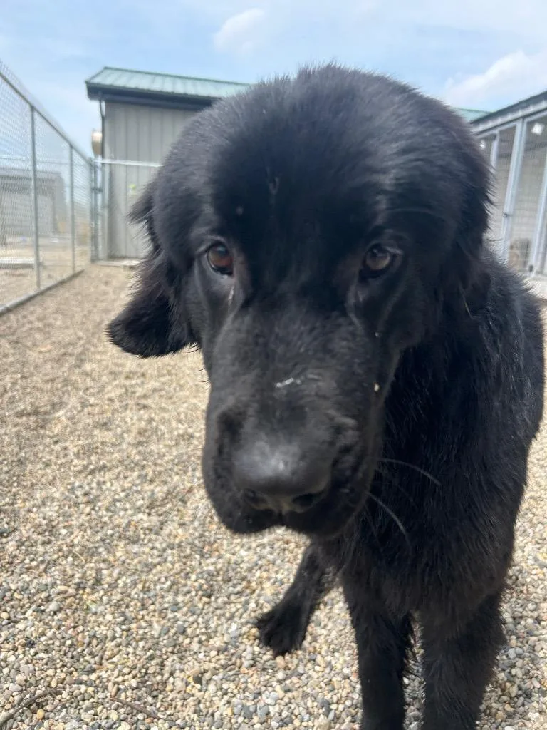 A young medium-sized female Newfoundland Dog dog named Ember for adoption in Huntington, IN