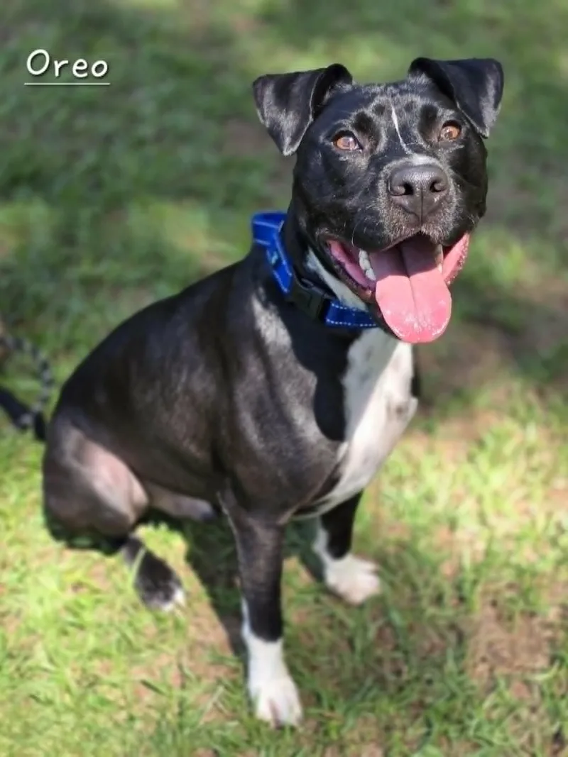 A young medium-sized female White / Cream Pit Bull Terrier dog named Oreo for adoption in Bishop, GA