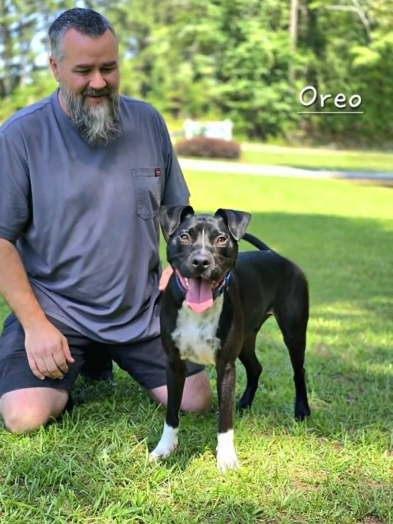 Oreo thumbnail 2
