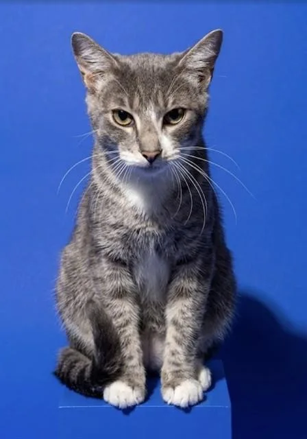 A young medium-sized male Domestic Short Hair cat named Pisces for adoption in Jacksonville, FL