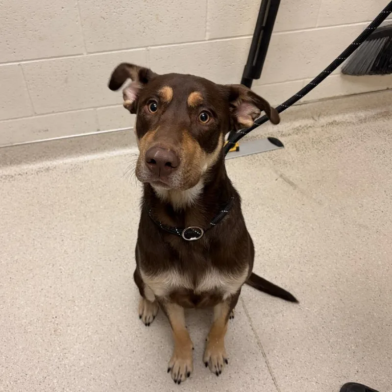 A young medium-sized male Brown / Chocolate Mixed Breed dog named Jack for adoption in Murray, UT
