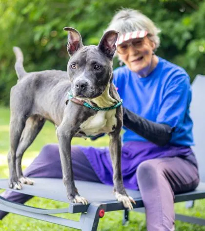 An adult medium-sized female Mixed Breed dog named Connie for adoption in Chamblee, GA