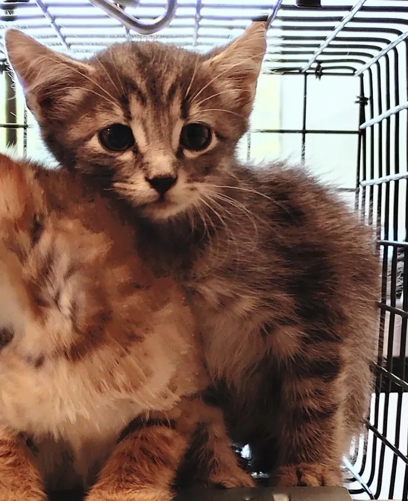 A baby medium-sized male Domestic Short Hair cat named Bryer for adoption in Clarksville, TN