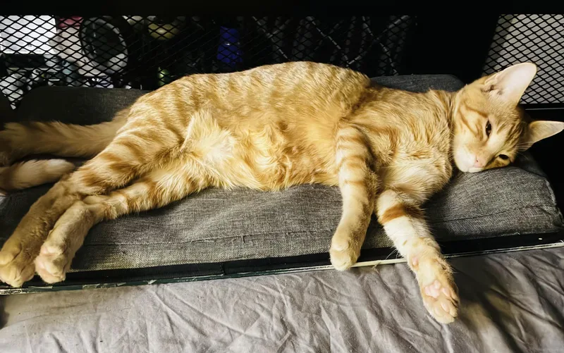 A young medium-sized male Domestic Short Hair cat named Tott for adoption in Gregory, TX