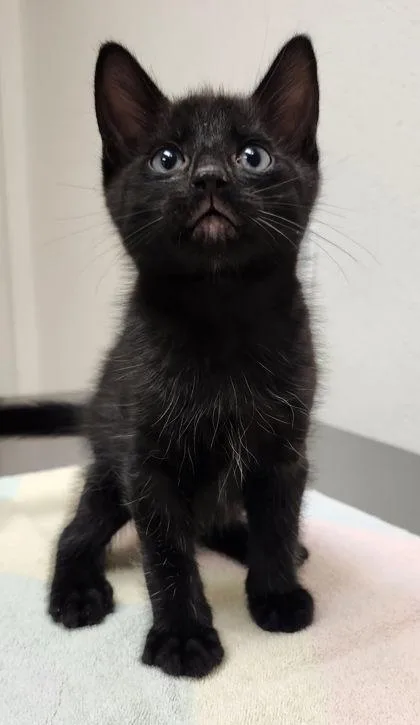 A baby small-sized male Domestic Short Hair cat named Billy for adoption in Eugene, OR