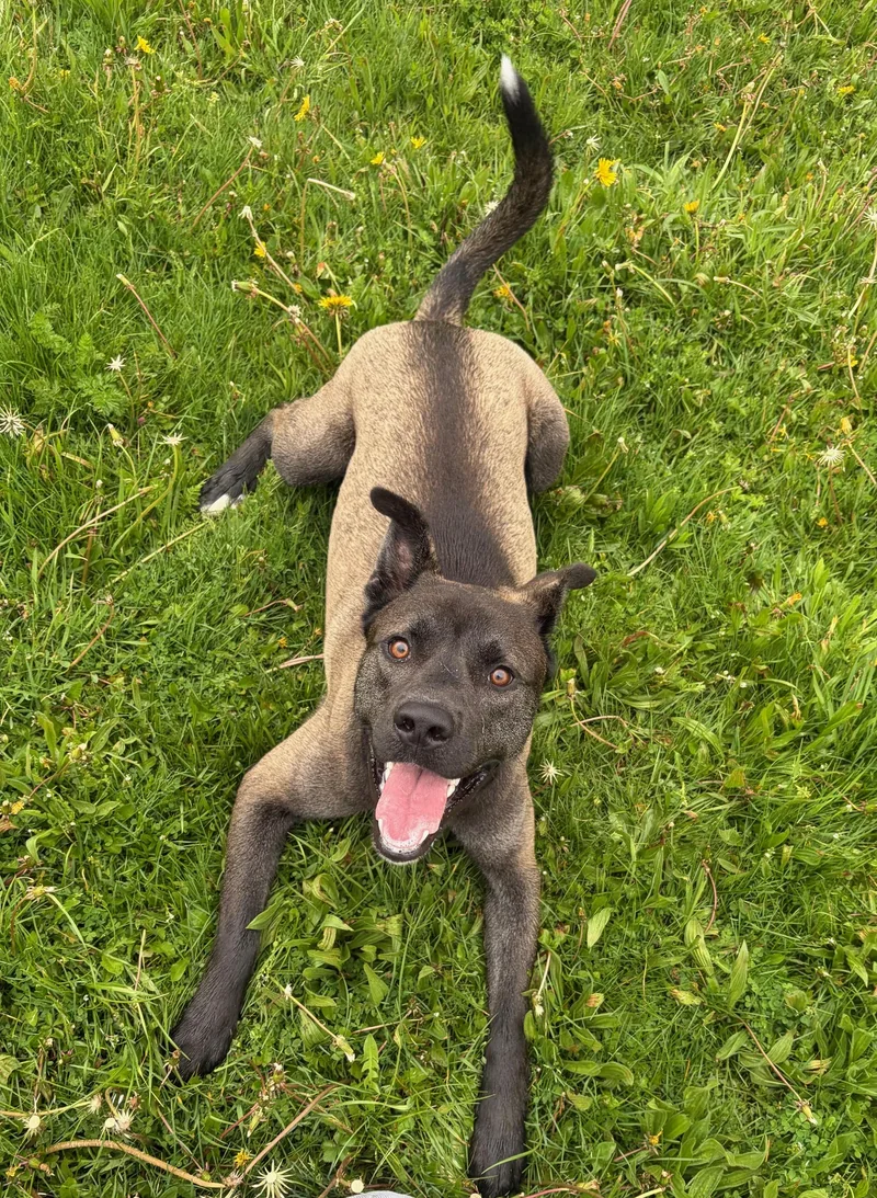 A young medium-sized male Black Mixed Breed dog named Atlas for adoption in Seneca, PA