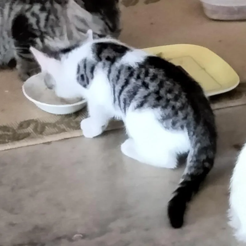 A baby small-sized male Brown / Chocolate Domestic Short Hair cat named I Am Serious for adoption in Boerne, TX
