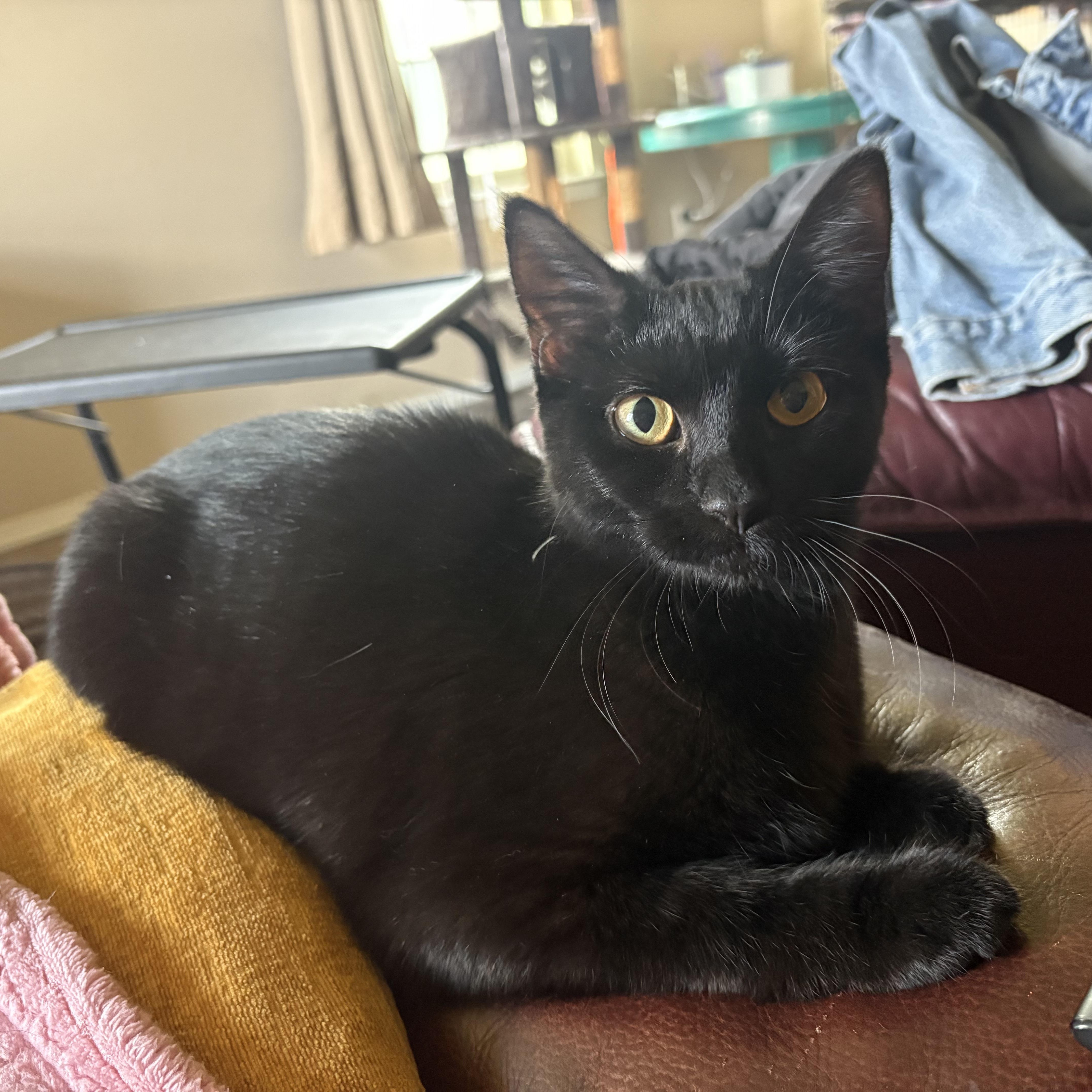 A young medium-sized female Black Domestic Short Hair cat named Minnie for adoption in Colcord, OK