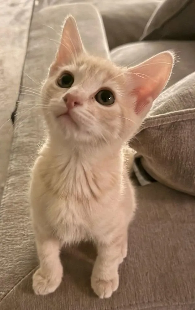 A baby small-sized male Domestic Short Hair cat named Nick for adoption in tucson, AZ