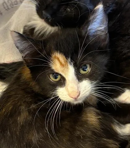 A baby small-sized female Domestic Short Hair cat named Atari for adoption in Cumming, GA