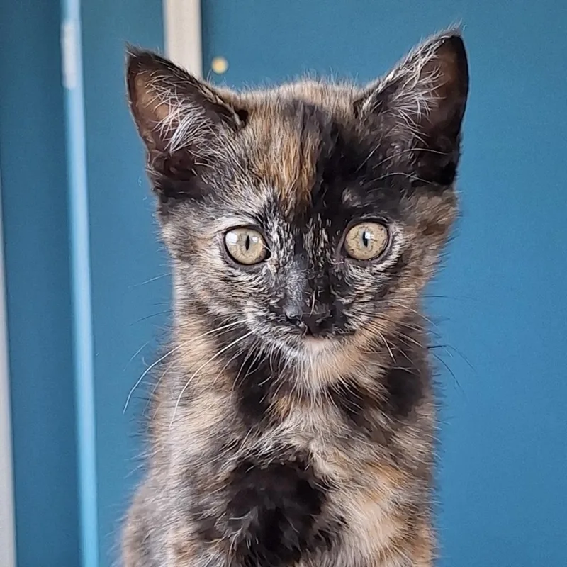 Clarabelle