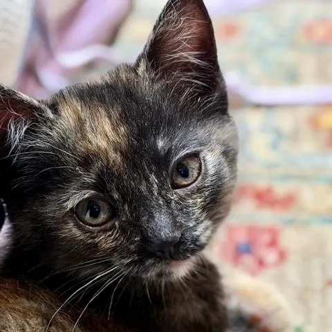 Clarabelle thumbnail 3