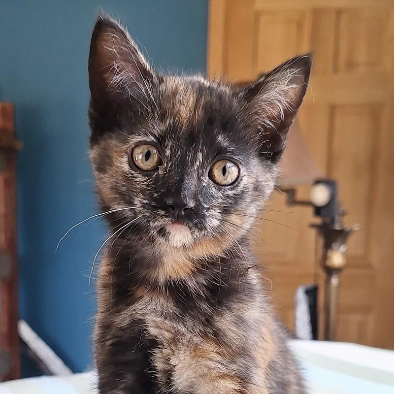 Clarabelle thumbnail 5