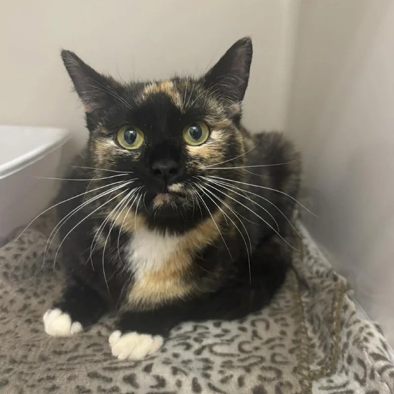 An adult medium-sized female Tortoiseshell Domestic Short Hair cat named Birdie for adoption in Rocky Mount, VA