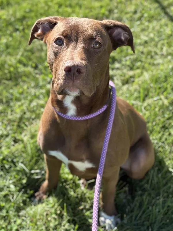 A young medium-sized male Labrador Retriever dog named Weevil for adoption in Lancaster, OH