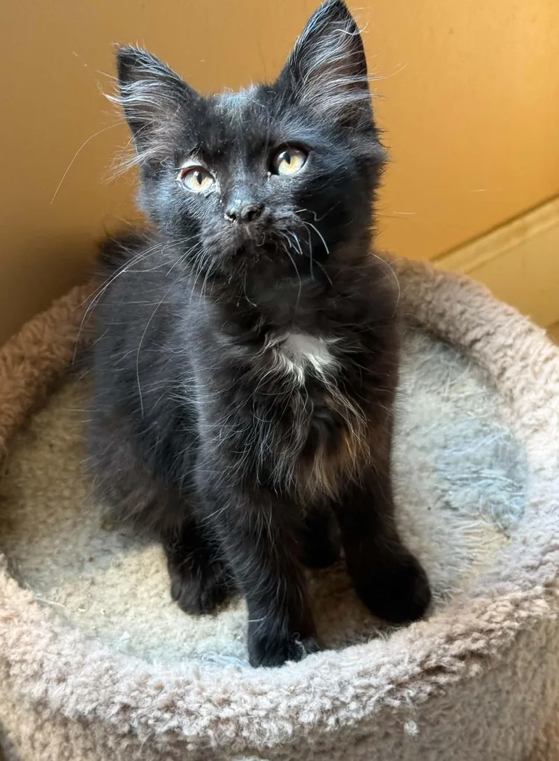 A baby small-sized male Tuxedo cat named Oreo for adoption in Capshaw, AL