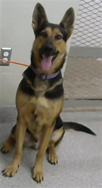 A young small-sized male German Shepherd Dog dog named Atlas for adoption in Pasadena, TX