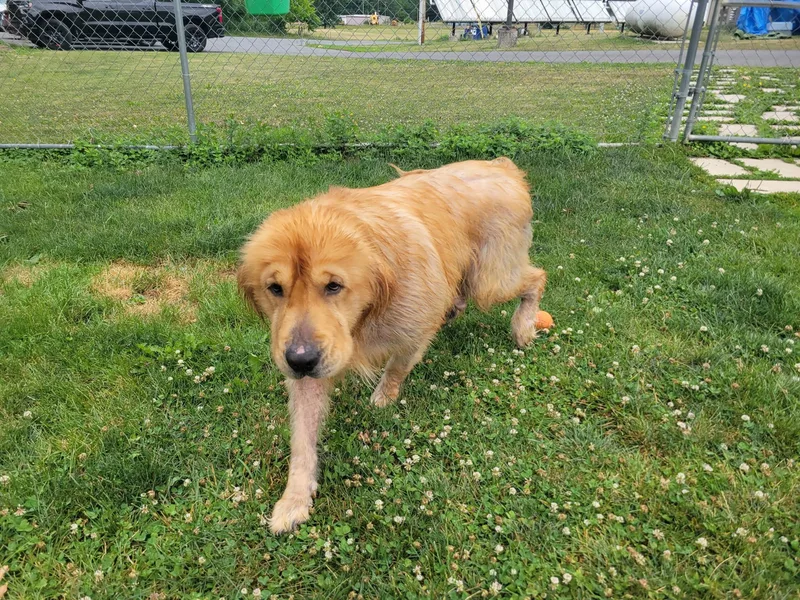 An adult large-sized male Golden Retriever dog named Sampson for adoption in Chambersburg, PA