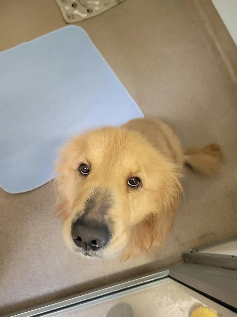 Sampson thumbnail 3