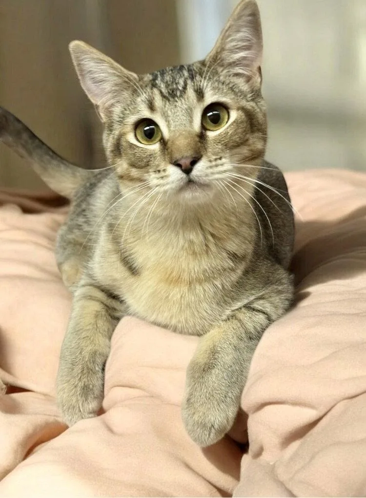 A young medium-sized female Dilute Calico cat named Adele for adoption in Garner, NC