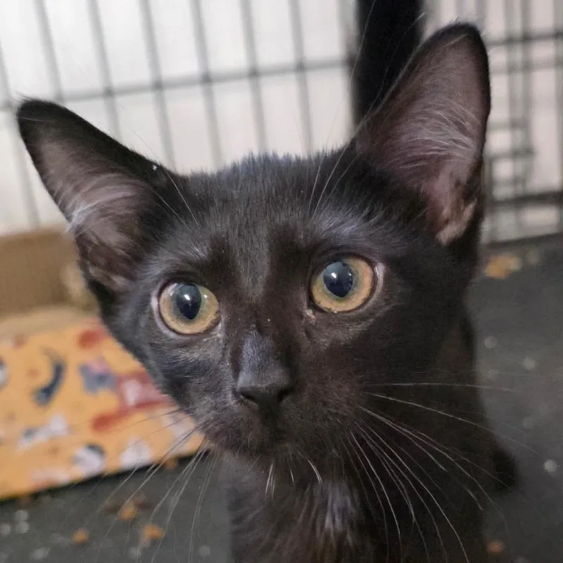 A baby small-sized male Black Domestic Short Hair cat named Bourne C for adoption in Lebanon, TN