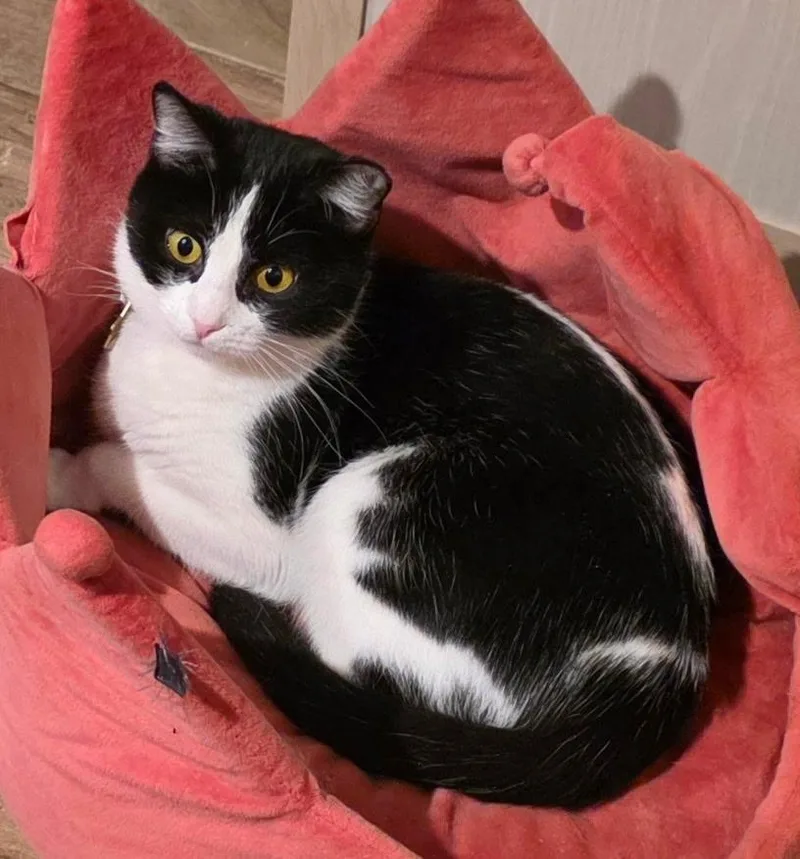 A young medium-sized female Black & White / Tuxedo Domestic Short Hair cat named Stella for adoption in Worcester, MA