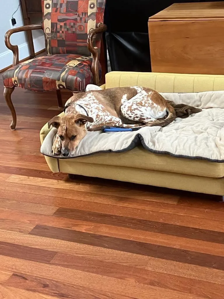 Otis Moo thumbnail 2