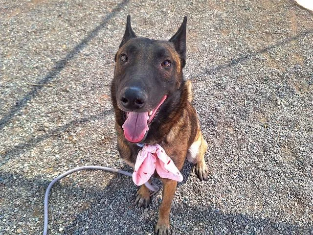 An adult large-sized male Belgian Shepherd / Malinois dog named Cosmo for adoption in Phoenix, AZ