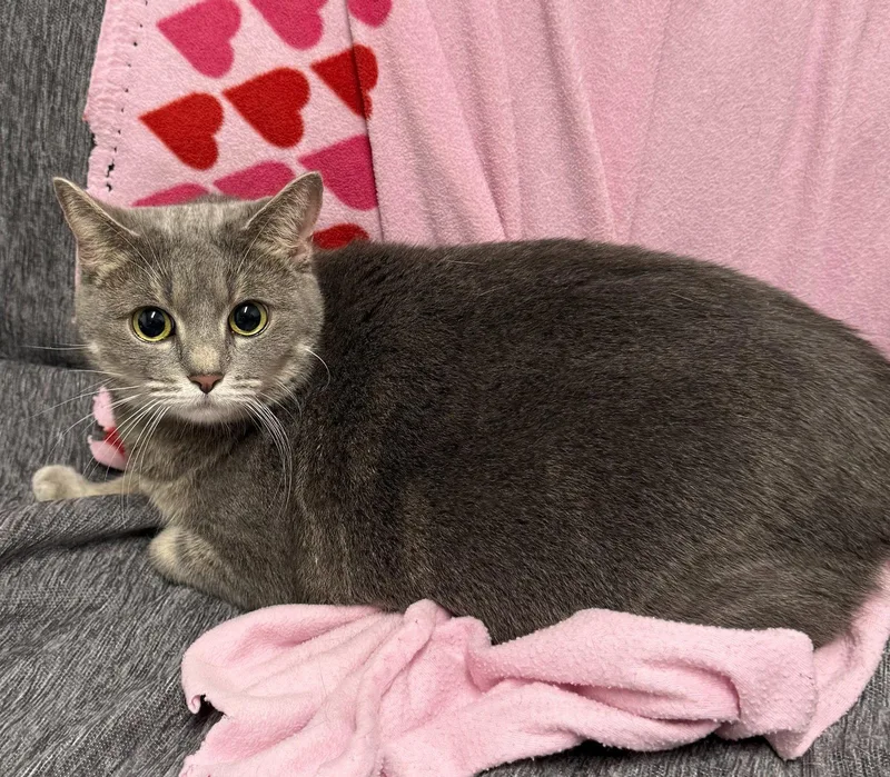 An adult medium-sized female British Shorthair cat named Gravy for adoption in Bolivia, NC