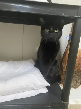 Moonbeam thumbnail 2