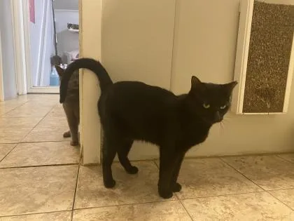 Moonbeam thumbnail 3