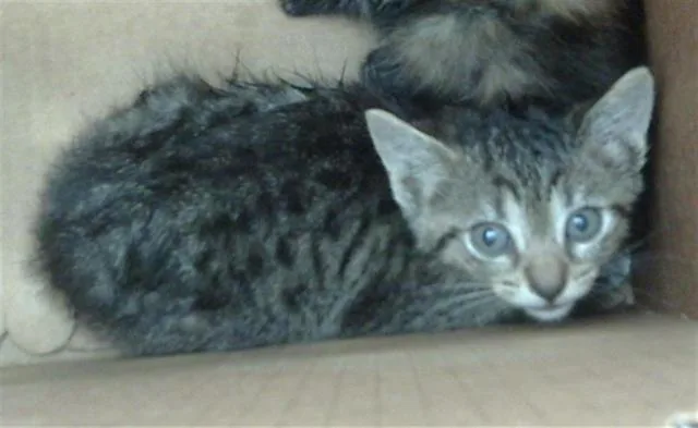 A young medium-sized male Domestic Short Hair cat named Moon for adoption in Dallas, TX