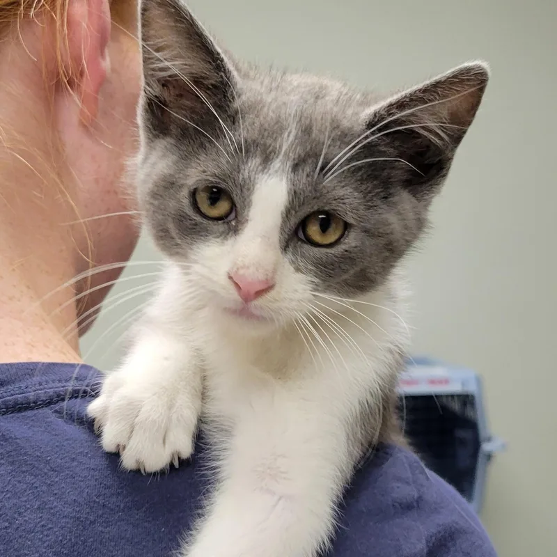 A baby medium-sized male Gray & White Domestic Short Hair cat named Wesley for adoption in Mazon, IL