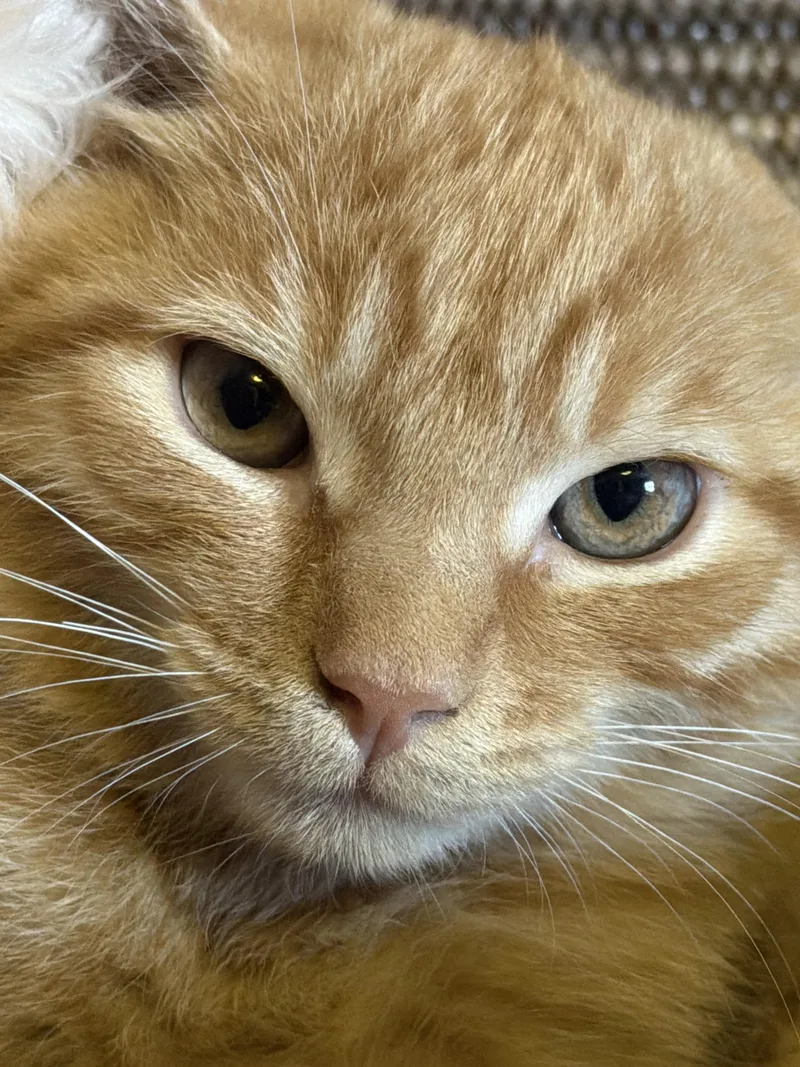A baby medium-sized male Orange & White Domestic Short Hair cat named Marmalade for adoption in West Pittston, PA