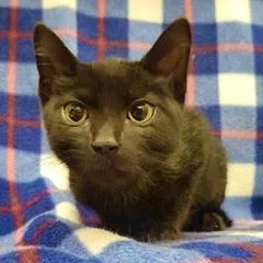 A baby medium-sized male Black Domestic Short Hair cat named Harry Potter for adoption in Green Valley, AZ