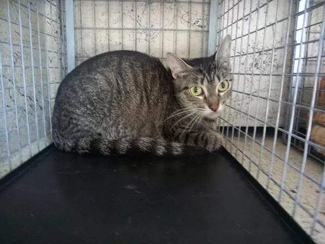 A young large-sized female Domestic Short Hair cat named Cranberry for adoption in Fort Lauderdale, FL