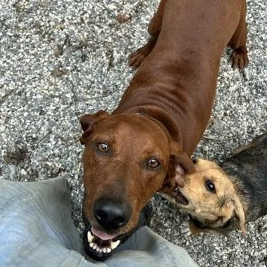 An adult medium-sized female Redbone Coonhound dog named Echo for adoption in Bryson City, NC