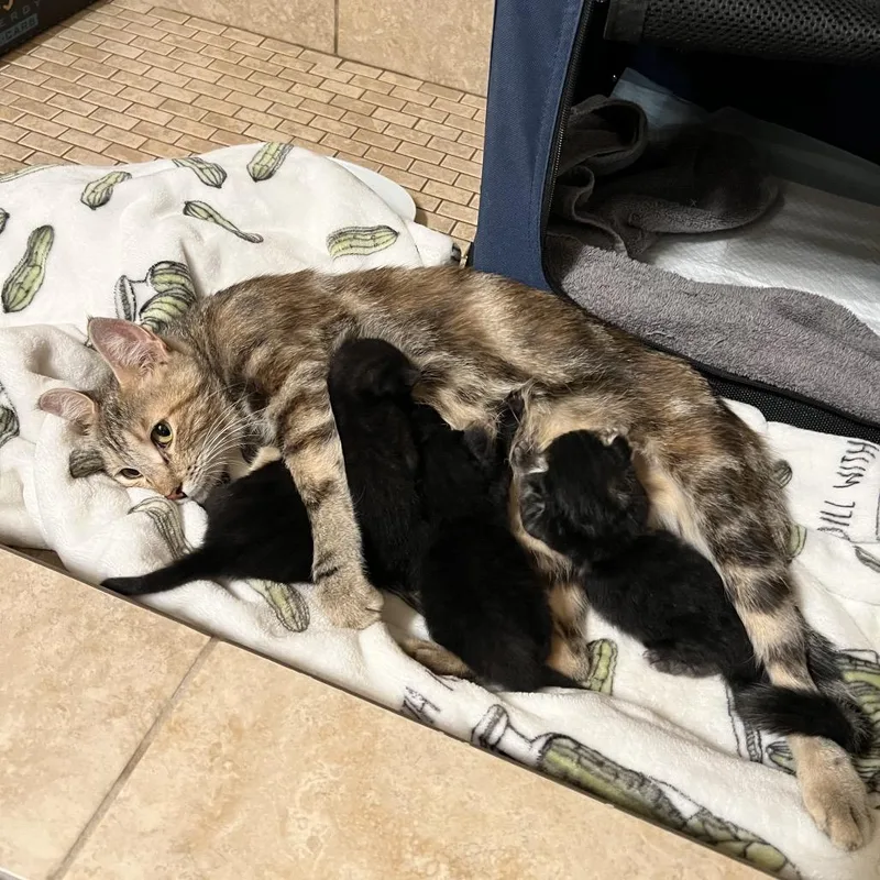An adult medium-sized female Calico Domestic Short Hair cat named Daenerys for adoption in Long Beach, CA