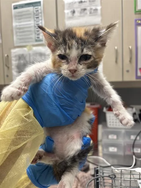 A baby small-sized female Domestic Short Hair cat named Peanut Butter for adoption in Las Vegas, NV