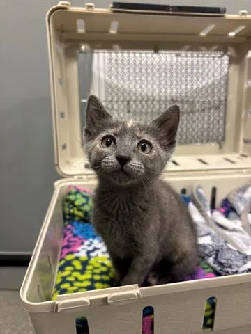 A baby small-sized female Domestic Short Hair cat named Rj for adoption in San Martin, CA