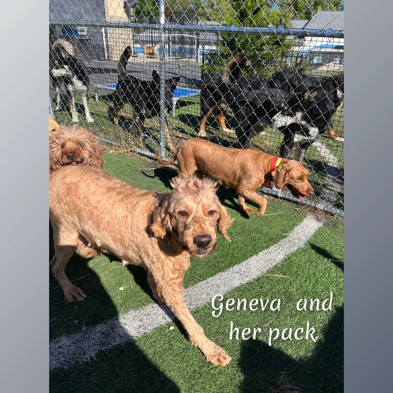 An adult medium-sized female Goldendoodle dog named Geneva for adoption in Fredericksburg, VA