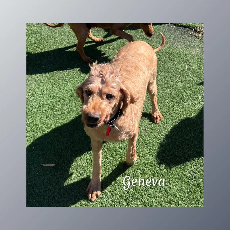 Geneva thumbnail 6