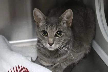 A baby medium-sized female Domestic Short Hair cat named Dory for adoption in Brunswick, GA