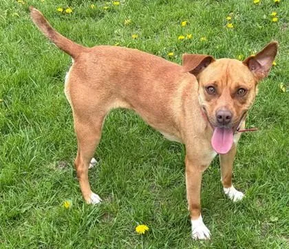 An adult medium-sized female Pit Bull Terrier dog named Debbie for adoption in Baraboo, WI