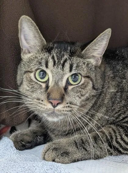 An adult large-sized male Domestic Short Hair cat named Huh for adoption in Mason, MI