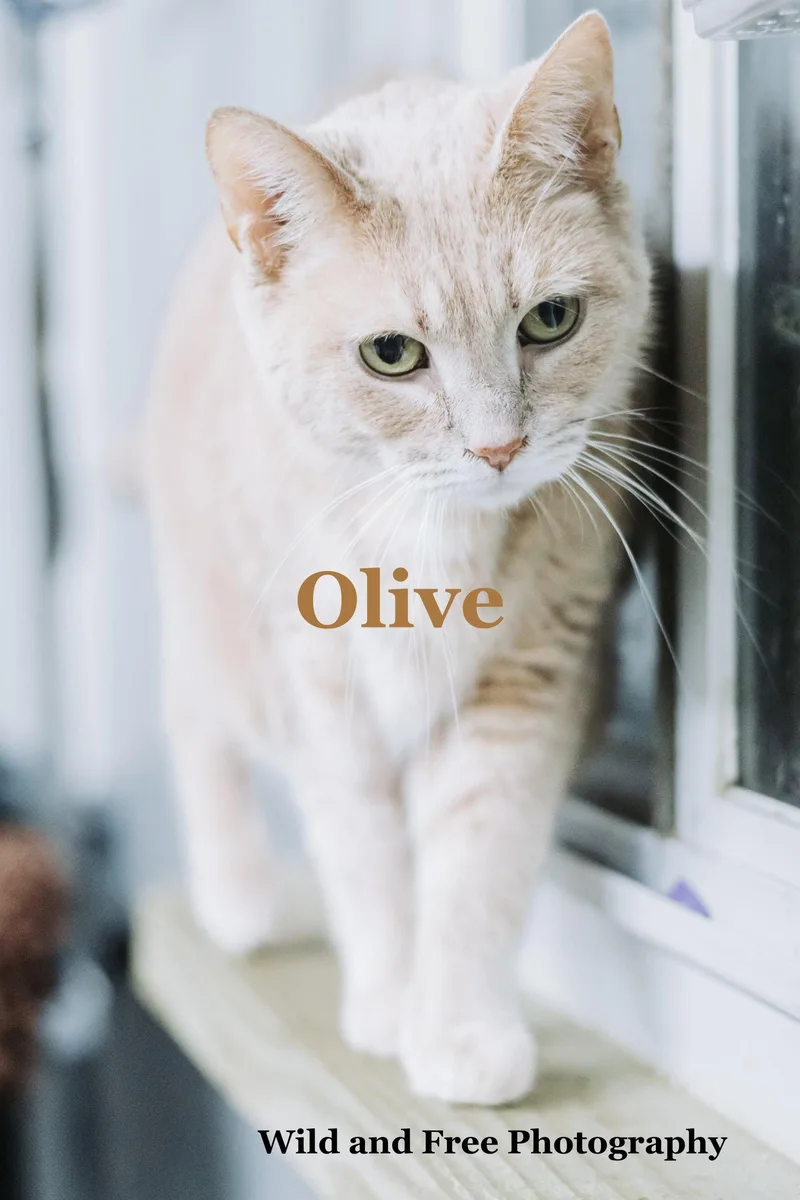An adult medium-sized female Buff / Tan / Fawn Domestic Short Hair cat named Olive for adoption in Morehead, KY