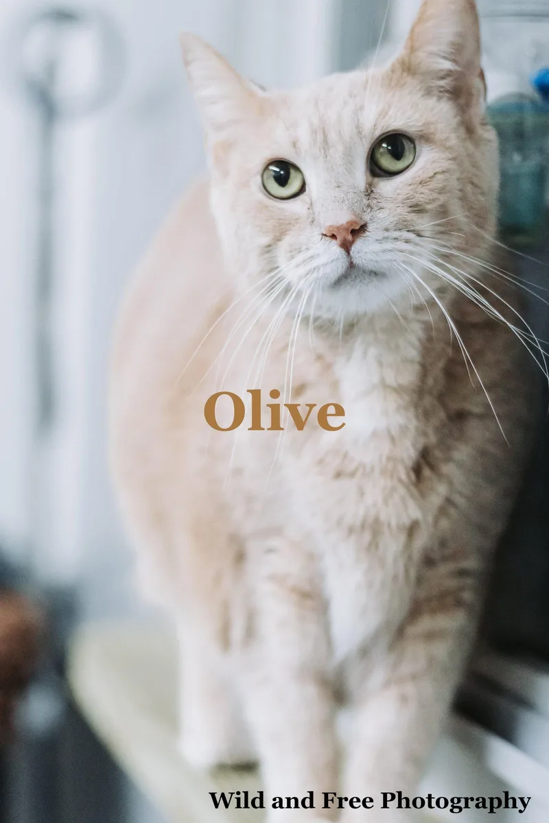 Olive thumbnail 2